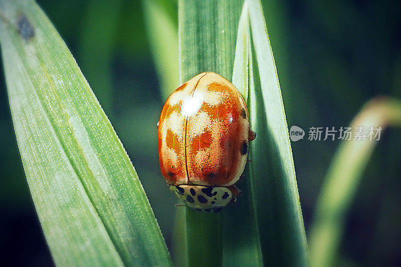 Harmonia quadripunctata Four-Spot Ladybird Insect